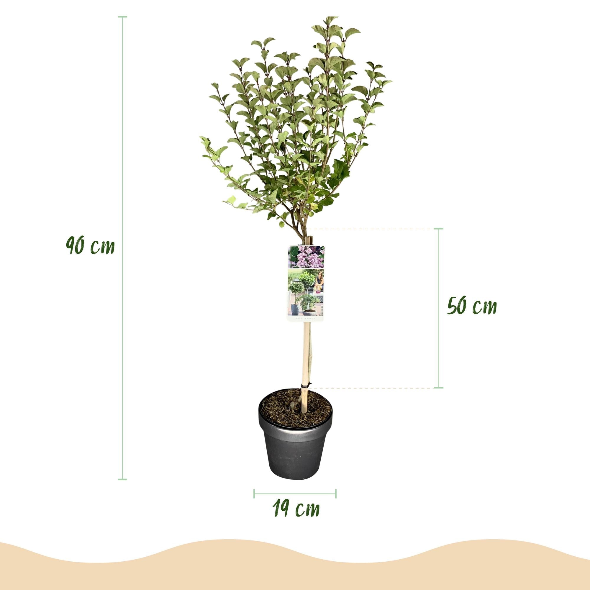 Zwergflieder Syringa meyeri Palibin – 19cm Höhe ca.90cm – Lila blühend & duftend – Winterhart & laubabwerfend – Ideal für Beet Balkon Terrasse – Plant