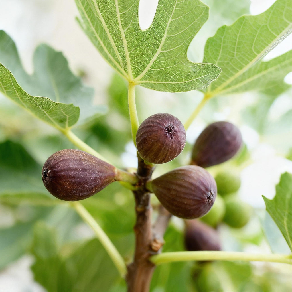 Feigenbaum Ficus carica Little Miss Figgy – 19cm Höhe ca.90cm – Winterhart & laubabwerfend – Kompakter Feigenbaum mit grünen Früchten – Plant