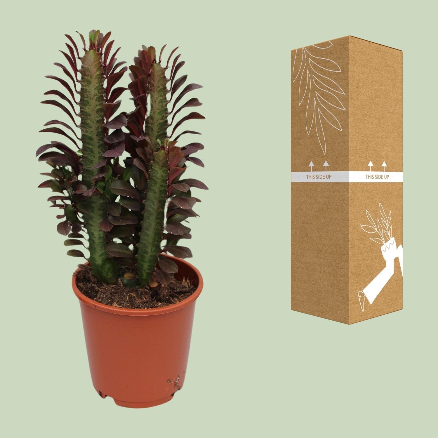Euphorbia Trigona Rubra – Wolfsmilch – Zimmerpflanze – Ø12cm – ↕40cm – Rote Sukkulente – Pflegeleicht & robust – Für sonnige Innenbereiche – Plant