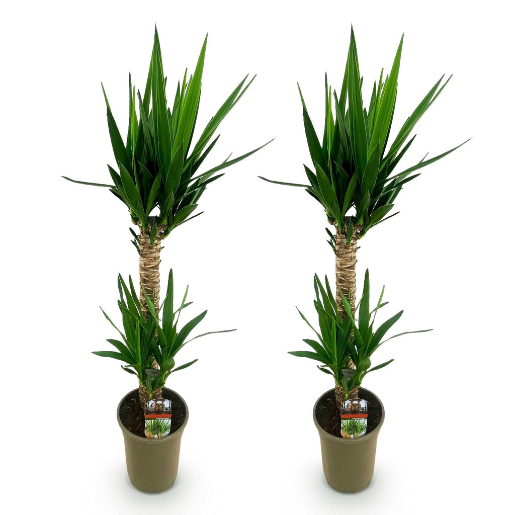 Yucca Elephantipes – 120cm – Ø19cm – Pflegeleichte Palmlilie mit schmalen Blättern – Robuste Zimmerpflanze für helle & halbschattige Räume