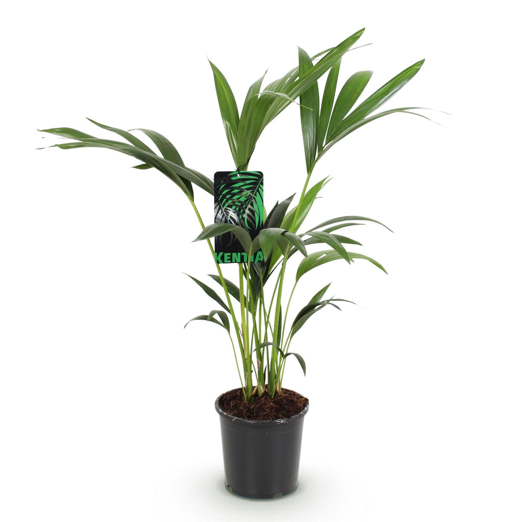 Howea Forsteriana – Kentia – Palme – 70-75cm – 17cm – Pflegeleichte Zimmerpalme mit eleganten Wedeln – Plant