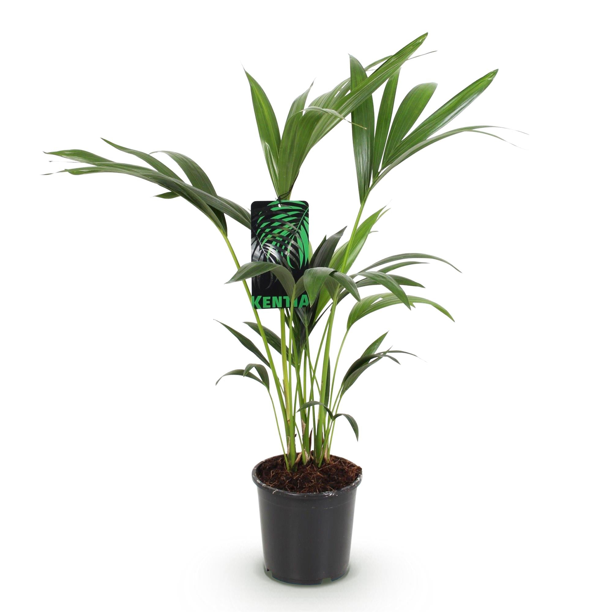 Howea Forsteriana – Kentia – Palme – 70-75cm – 17cm – Pflegeleichte Zimmerpalme mit eleganten Wedeln – Plant