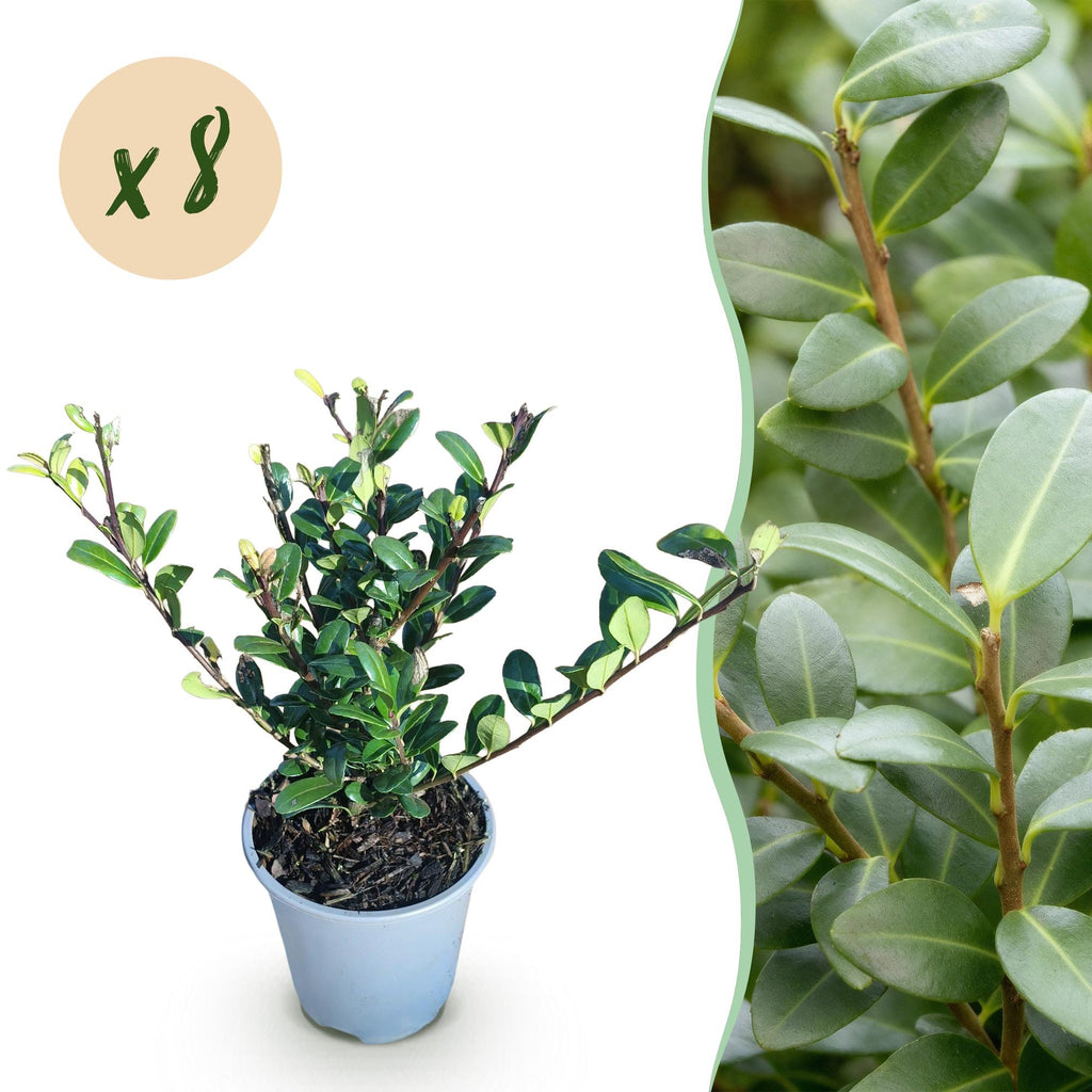 Ilex crenata Caroline Upright – 8 Pflanzen für 1 lfm Hecke – Immergrüner Strauch – 9cm Topf – Höhe 25-30cm