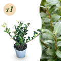 Ilex crenata Caroline Upright – 8 Pflanzen für 1 lfm Hecke – Immergrüner Strauch – 9cm Topf – Höhe 25-30cm