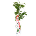 Campsis 'Pink Panther' – Trompetenblüte Dunkelrosa – Kletterpflanze – Sommerblühend – Für sonnige Standorte im Garten – Bienenfreundlich – Winterhart – Plant