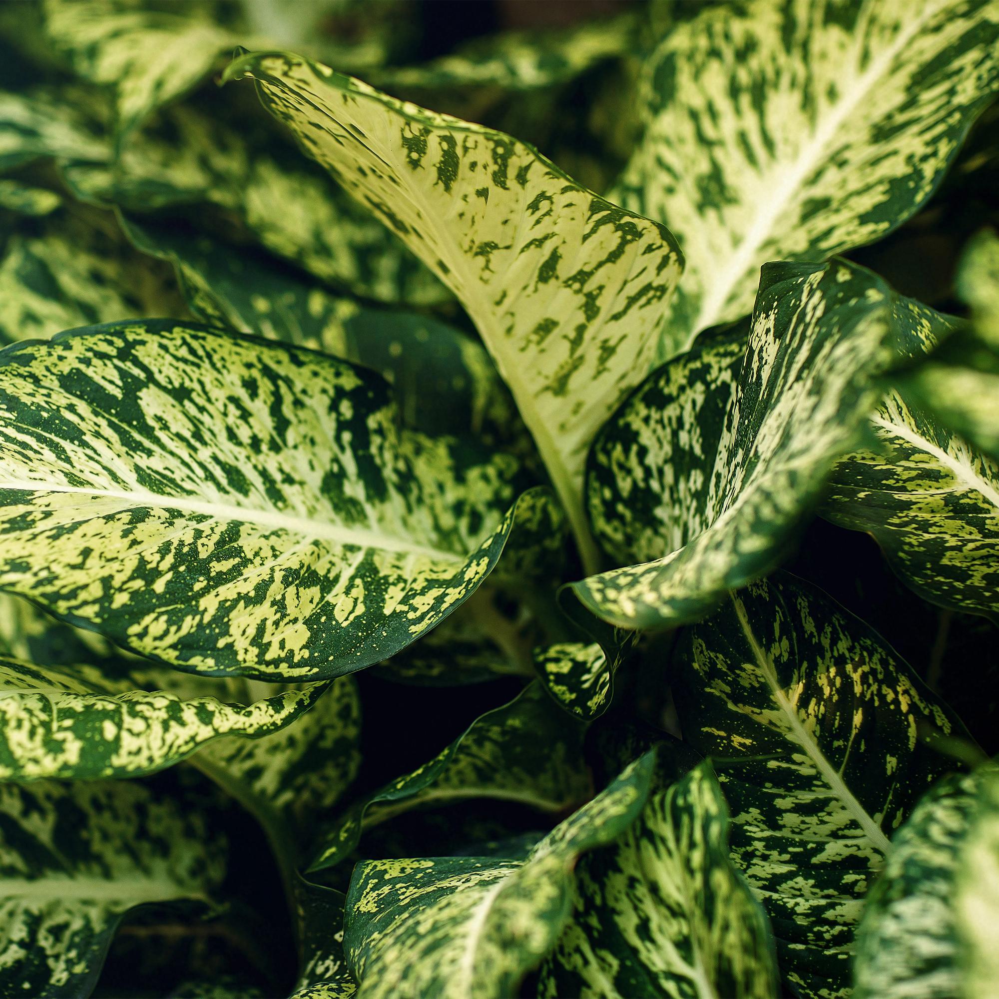 Dieffenbachia Compacta – Buntlaubige Zimmerpflanze – 17cm – Höhe 45-50cm – Pflegeleichte dekorative Blattpflanze für Wohn – und Arbeitsräume – Plant