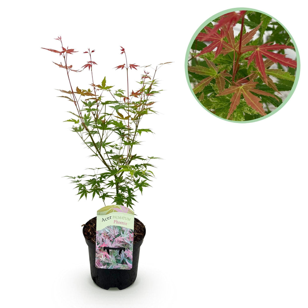 Japanischer Ahorn Acer palmatum 'Phoenix' – Rosa – Rot – Balkon – & Gartenpflanze – Ø19cm – Ca. 70cm hoch – Plant