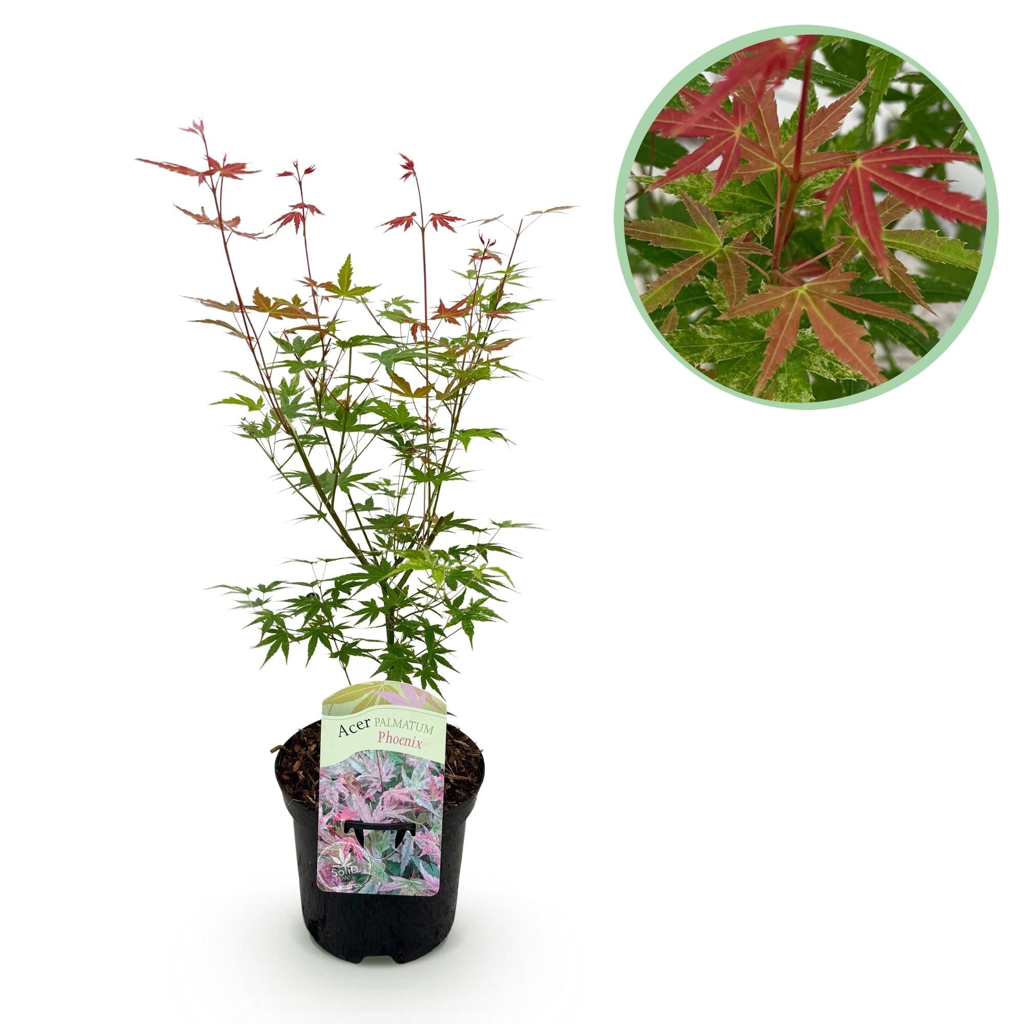 Japanischer Ahorn Acer palmatum 'Phoenix' – Rosa – Rot – Balkon – & Gartenpflanze – Ø19cm – Ca. 70cm hoch – Plant