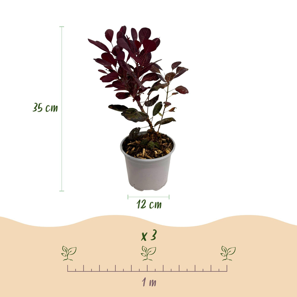Cotinus coggygria Lilla – 12cm – Höhe ca. 35cm – Purpurrotes Laub & lila Sommerblüte – Plant