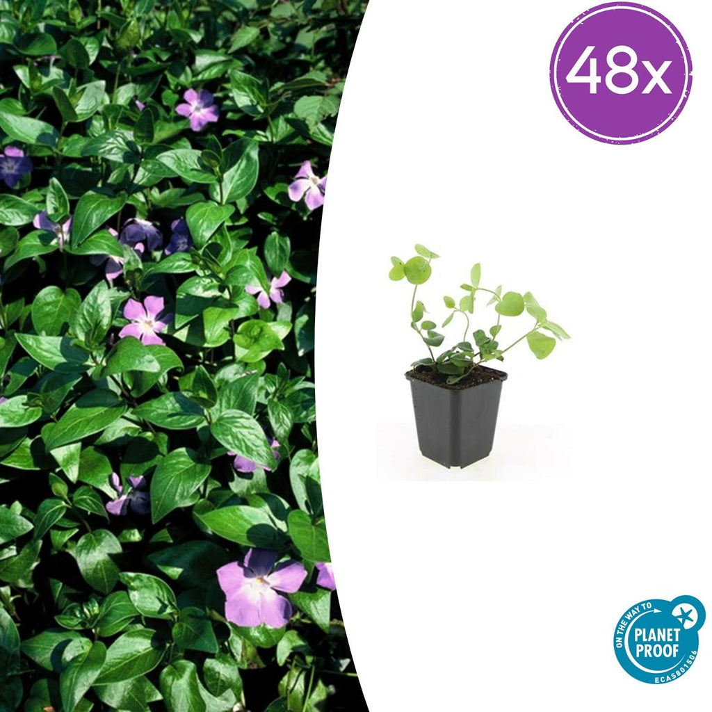 Großes Immergrün Vinca major – ↕10-25cm – Ø9cm – Immergrüner Bodendecker mit violett – blauen Blüten – Plant