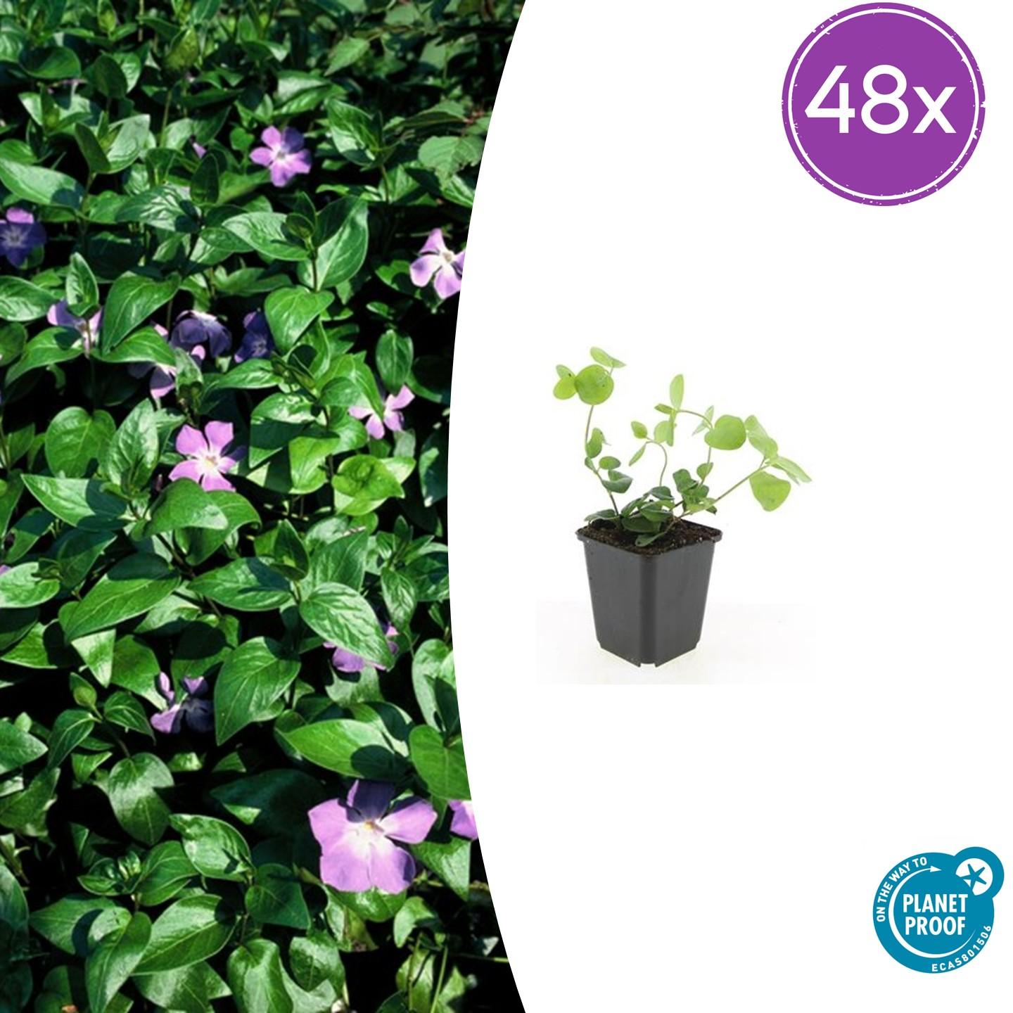 Großes Immergrün Vinca major – ↕10-25cm – Ø9cm – Immergrüner Bodendecker mit violett – blauen Blüten – Plant