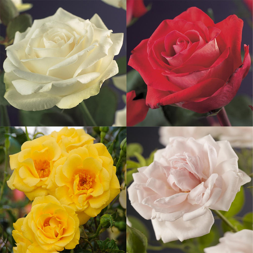 Kletterrose – Rosa Rainbow – Blumen Rosa – Weiß – Gelb – Rot – 4 Pflanzen – Wenig Pflege – 11cm – Höhe ca. 40cm – Plant