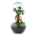 Flaschengarten Egg Bonsai – DIY Terrarium mit Ficus Ginseng – Mini – Biotop – Ø12cm x H25cm – Do – it – yourself – Plant