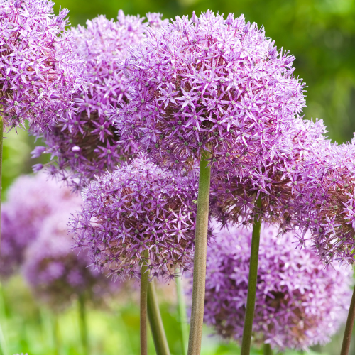 Allium 'Globemaster' – Zierlauch Blumenzwiebeln – 5 Blumenzwiebeln – Extra große violette Blütenbälle – Winterharte Staude für Beet, Rabatte & Schnitt – XXL-Zwiebeln – Plant