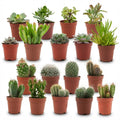 Mini Kakteen & Sukkulenten Mix – 18 Stück – Ø5,5cm – Höhe 5-10cm – Pflegeleichte Zimmerpflanzen – Ideale Deko & Geschenkidee für Zuhause Büro
