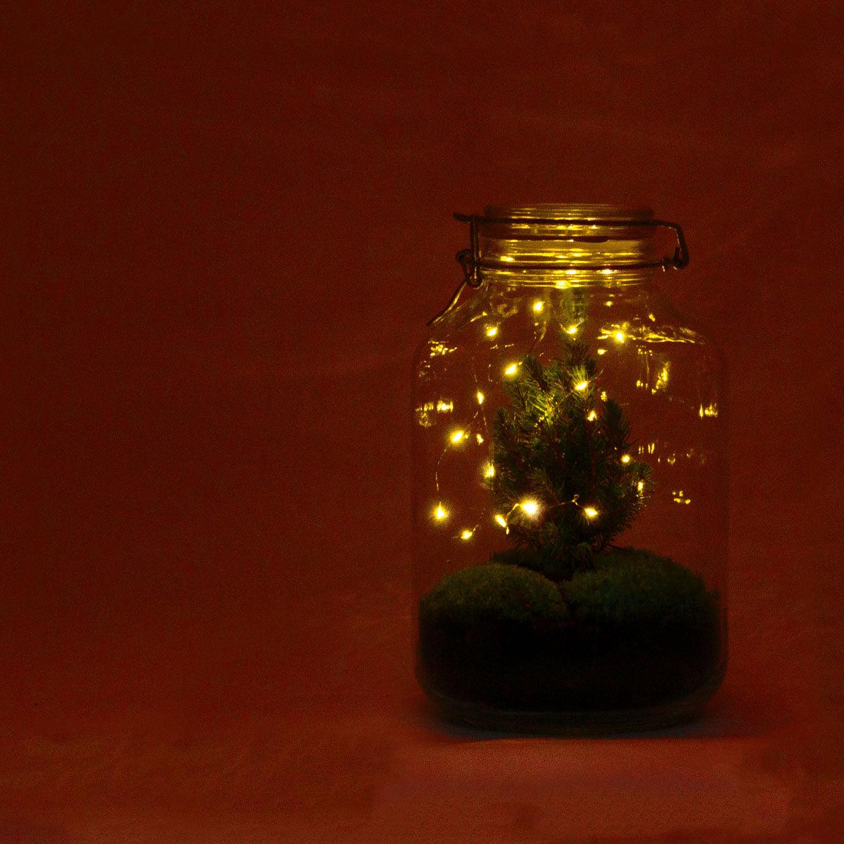 Flaschengarten Christmas – DIY Bausatz Terrarium – ↕28cm – Do – It – Yourself Weihnachts – Terrarium – Mit Mini – Weihnachtsbaum & Moos – Plant