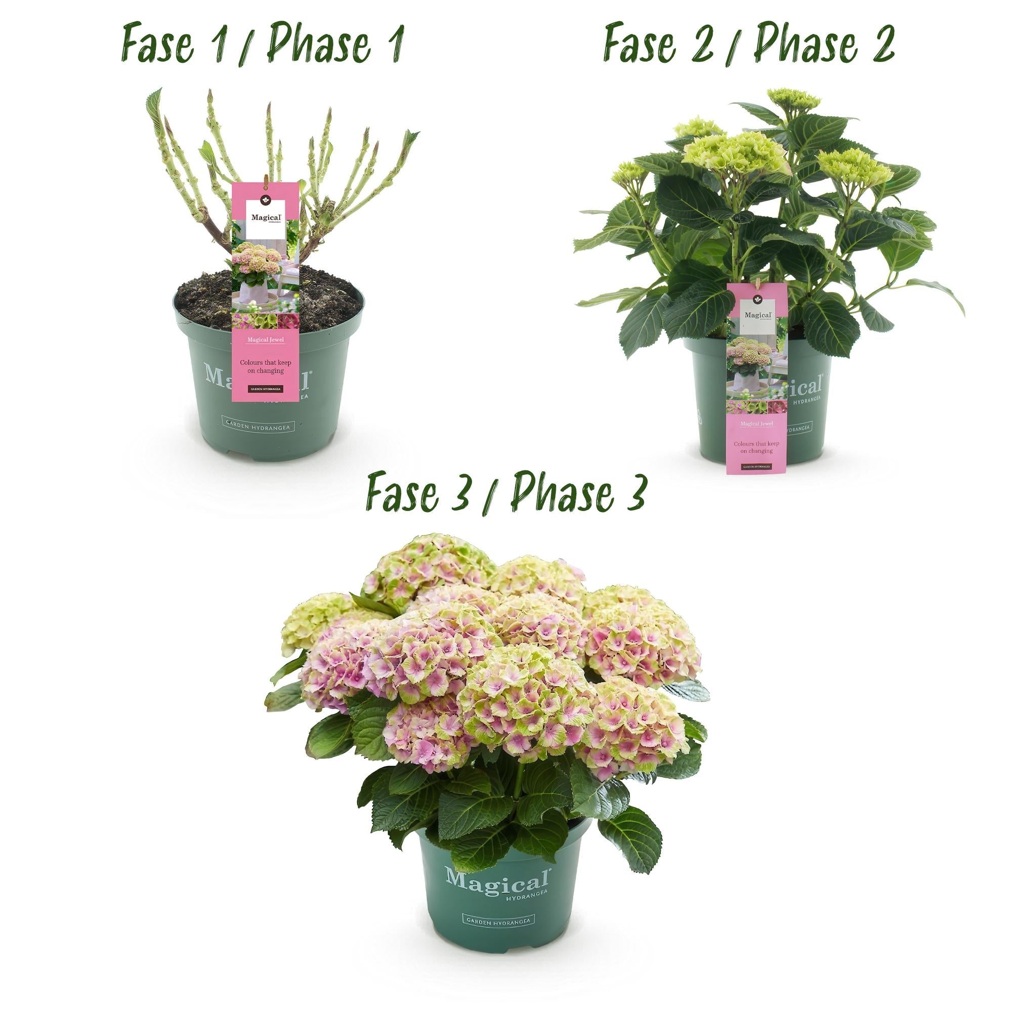 Hortensie Magical Jewel Pink – Hydrangea macrophylla – Rosa – Balkonpflanze – Im 23cm Topf – Ca. 55cm hoch – 6-10 Blüten – Reichblühend & Farbakzent – Plant