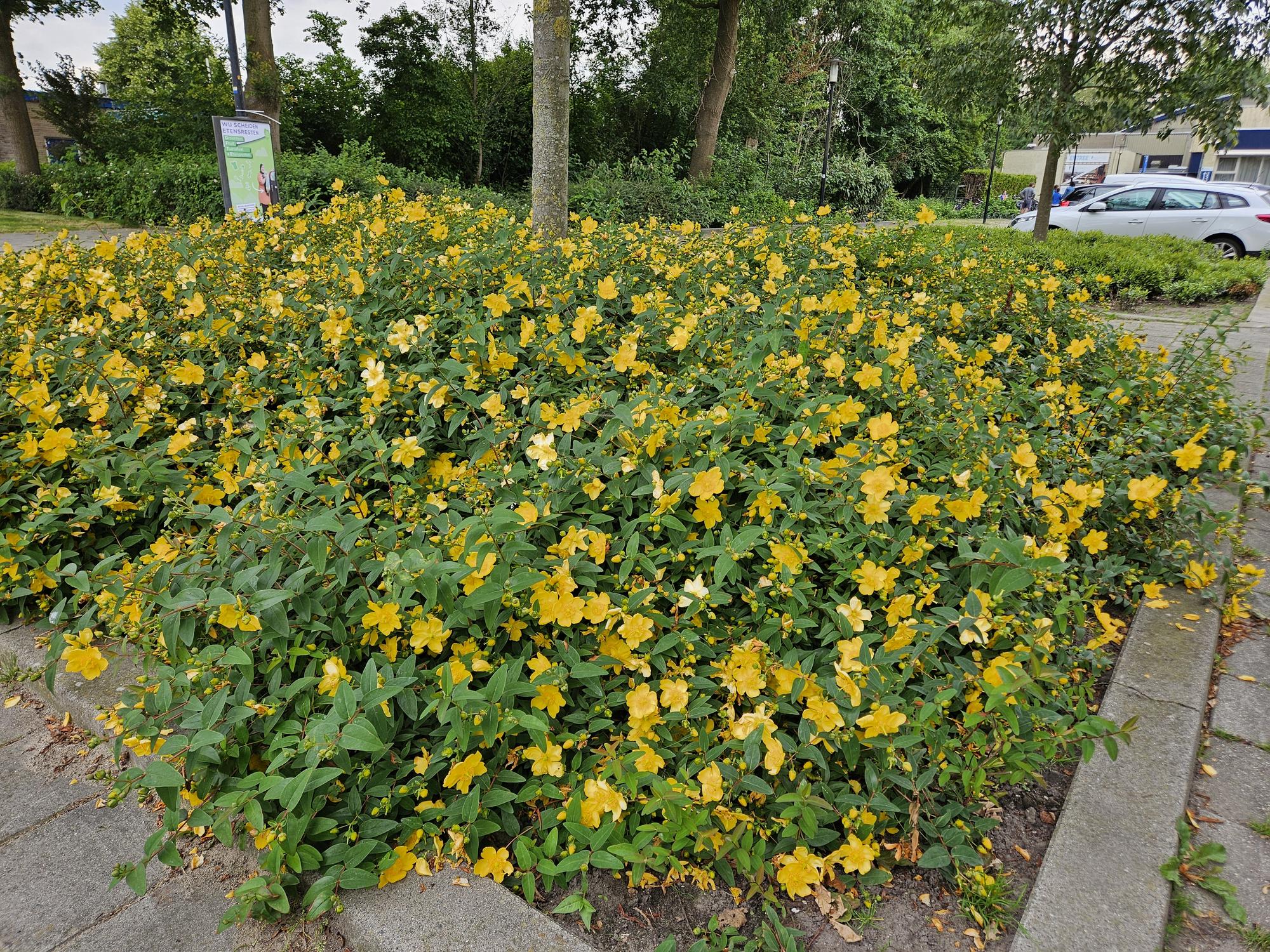 Hypericum Hidcote – Großblumiges Johanniskraut – Ø9cm – Höhe 10-25cm – Immergrüner Strauch mit gelben Blüten – Plant