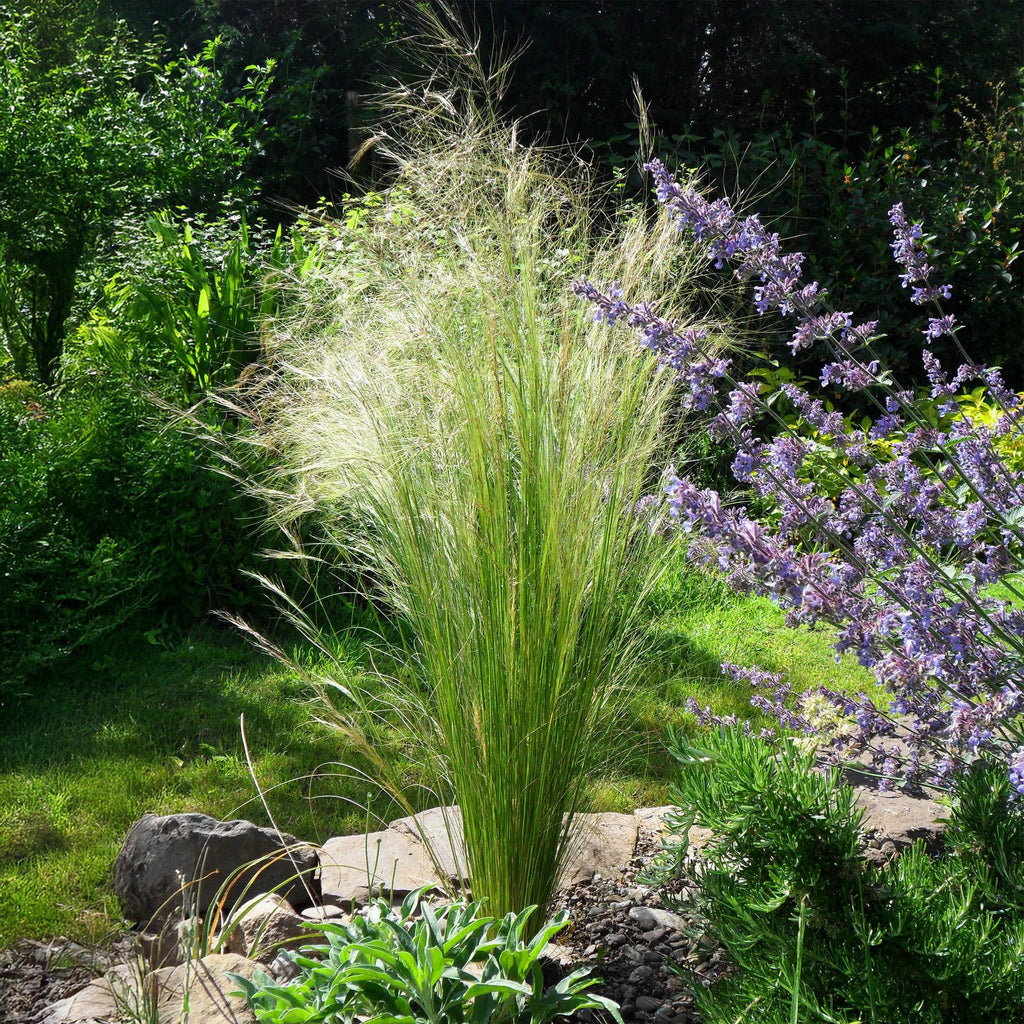Zartes Federgras Stipa tenuifolia Pony Tails – Ø17cm – Immergrün, pflegeleicht & trockenheitsresistent – Höhe ca. 50cm – Plant