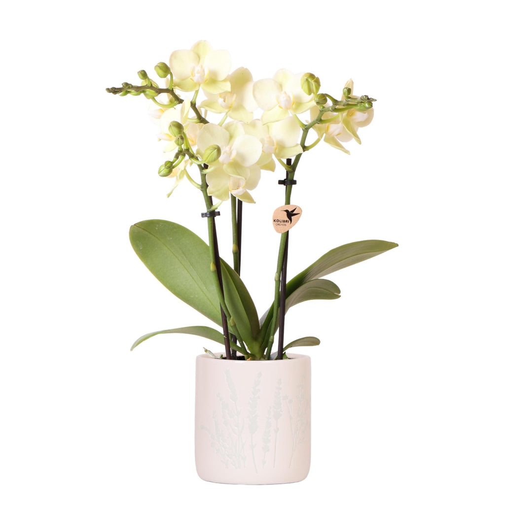 Gelbe Orchidee Mexico im hellblauen Floral Ziertopf Ø9cm – Zimmerpflanze mit 2-3 Zweigen – Plant