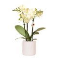 Gelbe Orchidee Mexico im hellblauen Floral Ziertopf Ø9cm – Zimmerpflanze mit 2-3 Zweigen – Plant