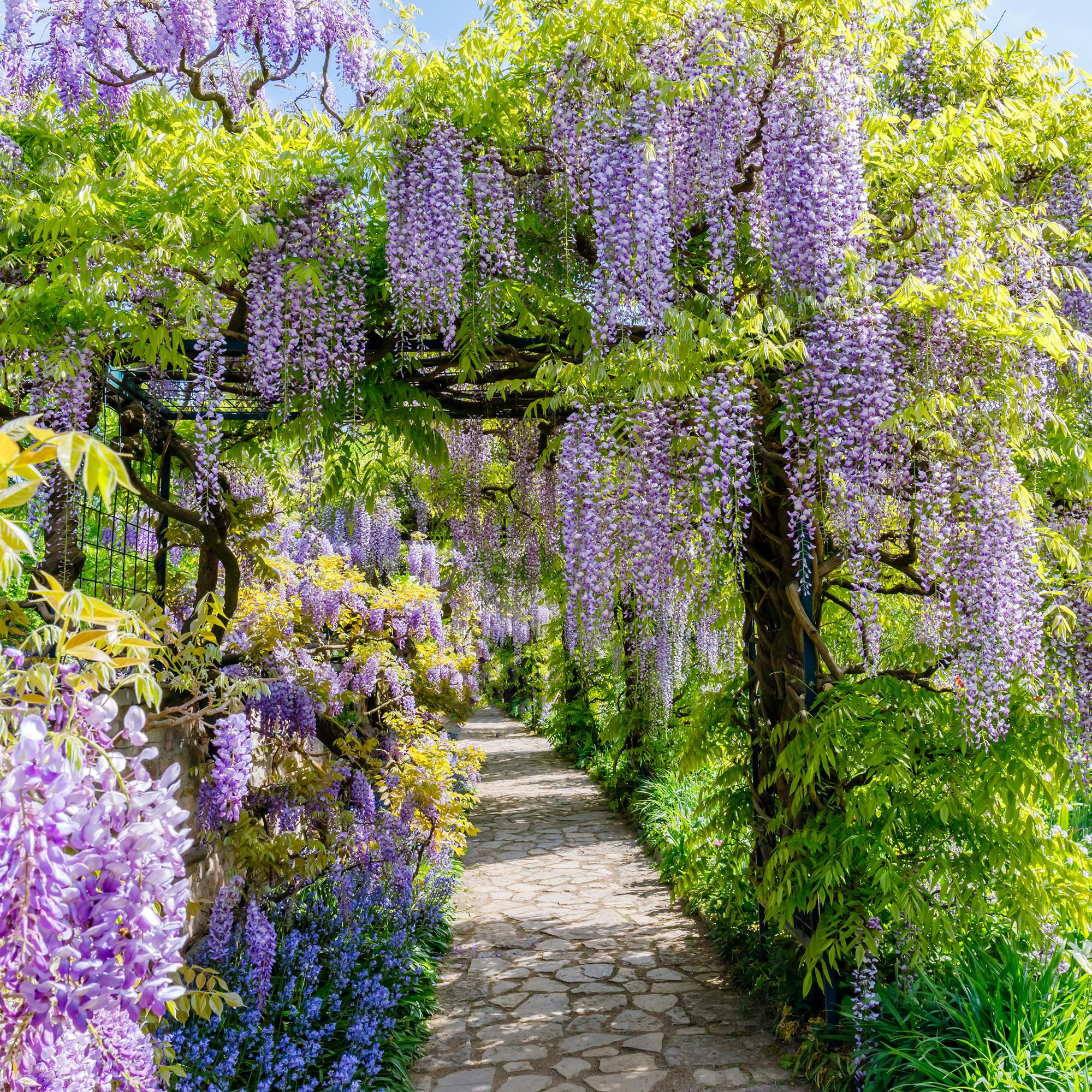 Blauregen Wisteria floribunda Prolific – Kletterpflanze – Blüte Blau – Duftend – Schnellwachsend – 11cm Höhe 40cm – Für Pergolen & Zäune – Plant