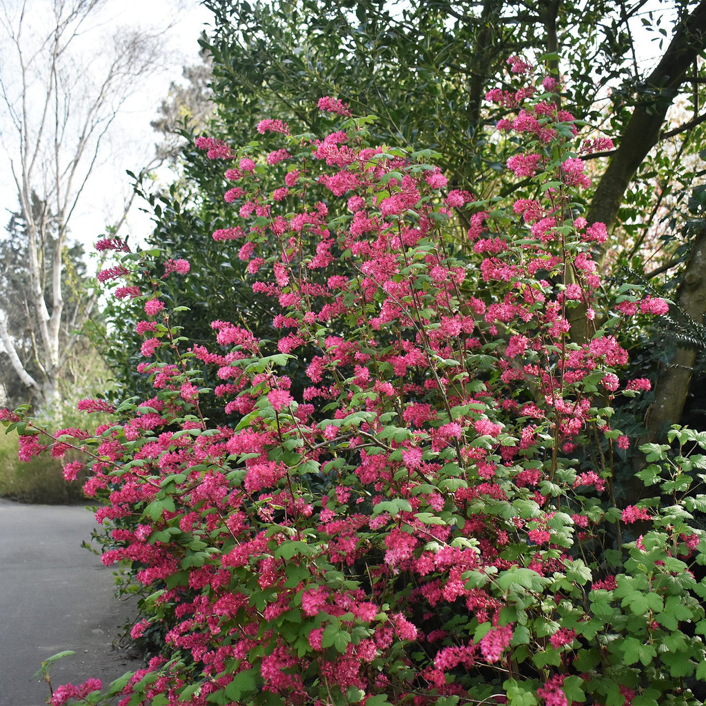 Blutjohannisbeere Ribes sanguineum 'Kind Edward' – Rosa Blüte – Bienenfreundlich – Frühjahrsblüher – Pflegeleicht – Ø17cm – Höhe ca. 45cm – Plant
