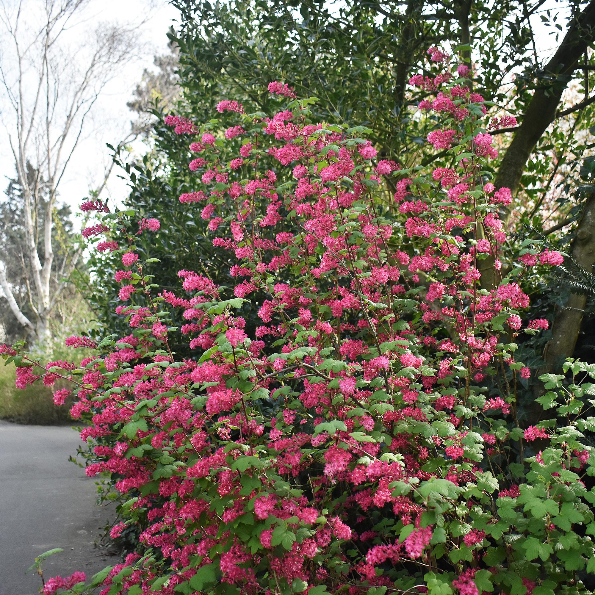 Blutjohannisbeere Ribes sanguineum 'Kind Edward' – Rosa Blüte – Bienenfreundlich – Frühjahrsblüher – Pflegeleicht – Ø17cm – Höhe ca. 45cm – Plant