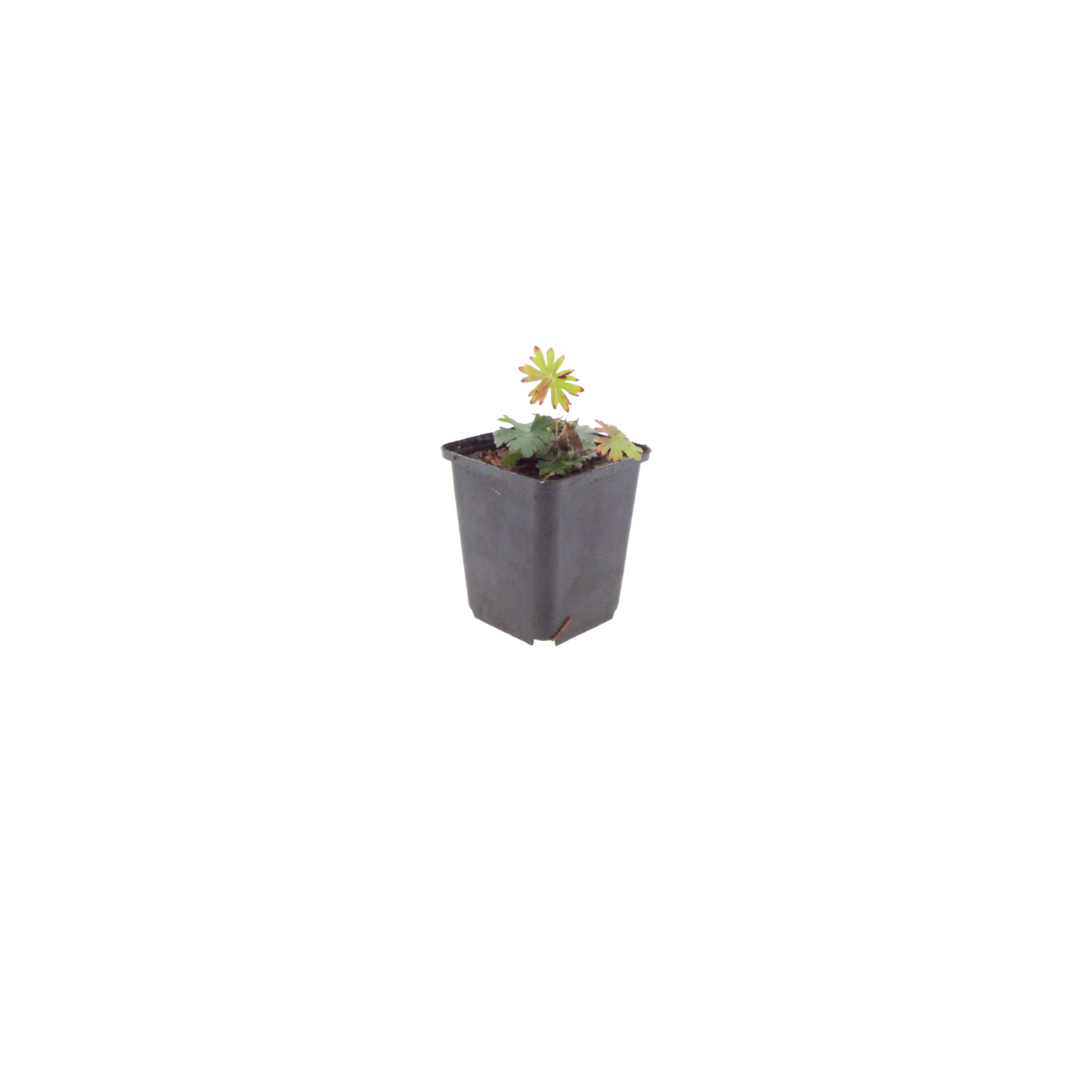Geranium sanguineum Blut – Storchschnabel – Ø9cm – Höhe10-25cm – Blühende Staude für Beet Steingarten Bodendecker