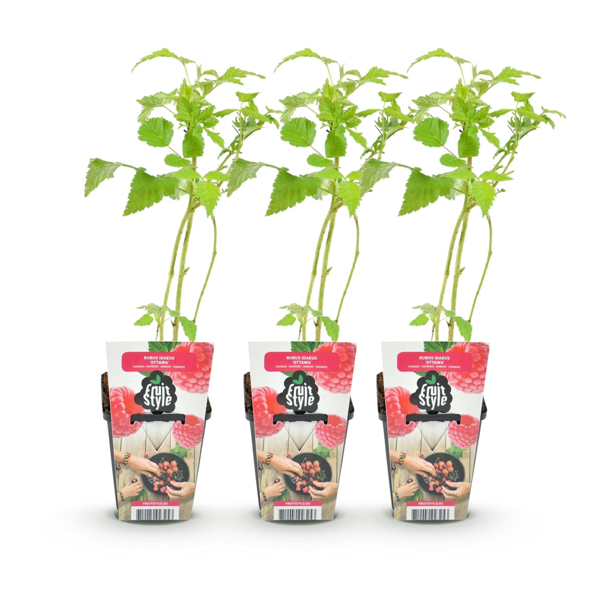 Himbeere Rubus idaeus Ottawa winterhart Ø9cm Höhe 30cm – Rote Himbeere für Garten Beet Balkon & Terrasse – Süß & ertragreich