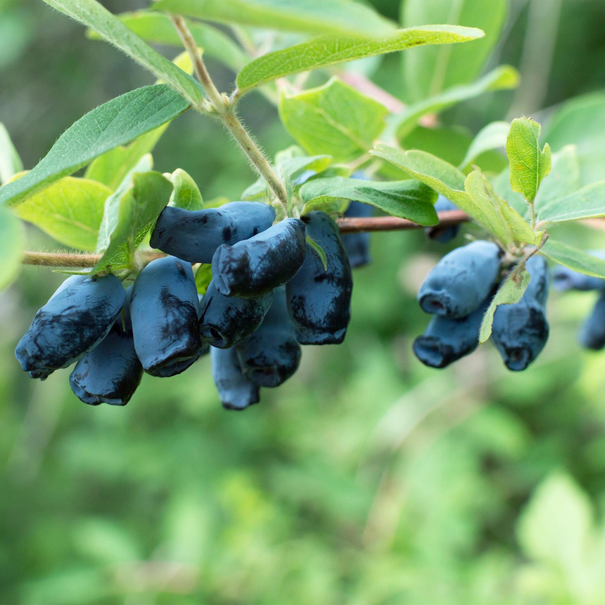 Lonicera caerulea Kamchatika – 2 Pflanzen 15cm – ca. 50cm hoch – Honigbeere / Blaue Geißblatt – Beere – Obstpflanze mit essbaren Früchten – Plant