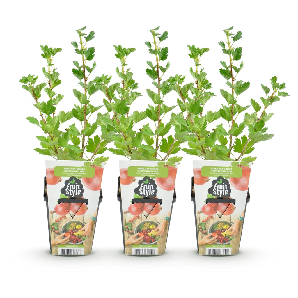 Rote Stachelbeere Ribes uva – crispa Hinnonmaki winterhart Ø9cm Höhe30cm – Süß – saure rote Beeren für Garten Beet Balkon & Terrasse