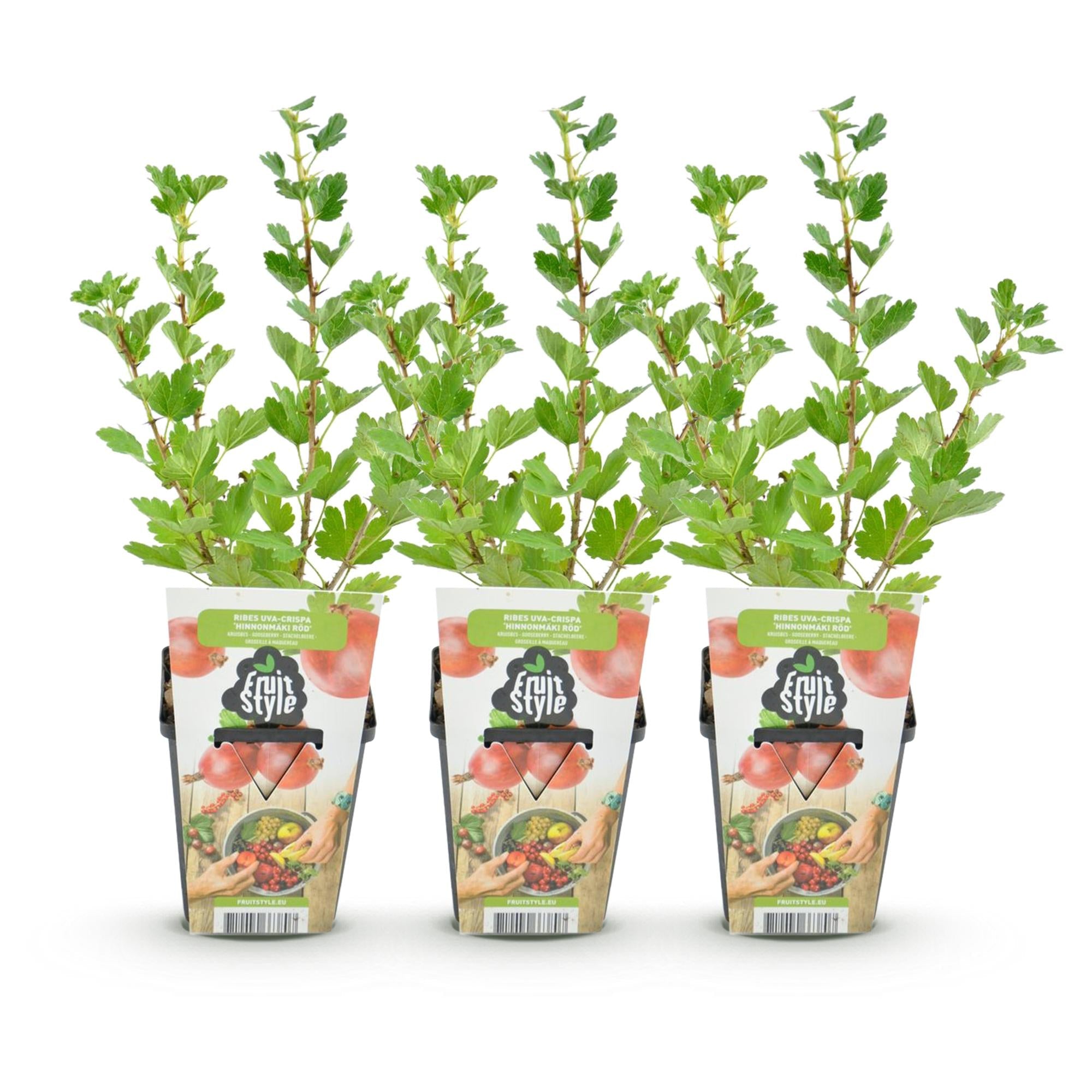 Rote Stachelbeere Ribes uva – crispa Hinnonmaki winterhart Ø9cm Höhe30cm – Süß – saure rote Beeren für Garten Beet Balkon & Terrasse