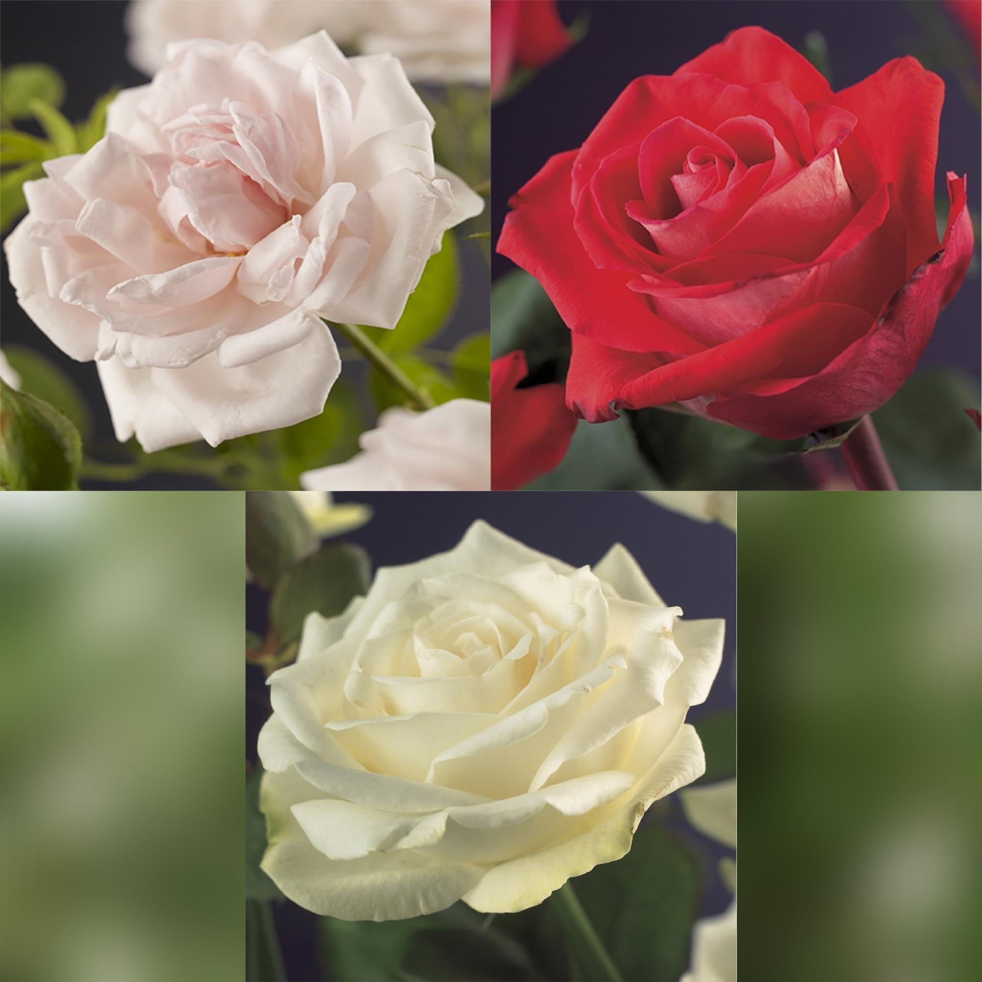 Kletterrose – Rosa Tricolour – Blüte Rosa – Weiß – Rot – 3 Pflanzen – Duftend – Geringer Pflegeaufwand – 11cm – Höhe ca. 40cm – Plant