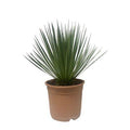 Yucca Rostrata Palmlilie – Zimmerpflanze 60cm – Ø24cm – Robust, Winterhart – Silbrig – blaue schmale Blätter – Pflegeleicht & Trockenheitsverträglich – Plant