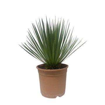 Yucca Rostrata Palmlilie – Zimmerpflanze 60cm – Ø24cm – Robust, Winterhart – Silbrig – blaue schmale Blätter – Pflegeleicht & Trockenheitsverträglich – Plant
