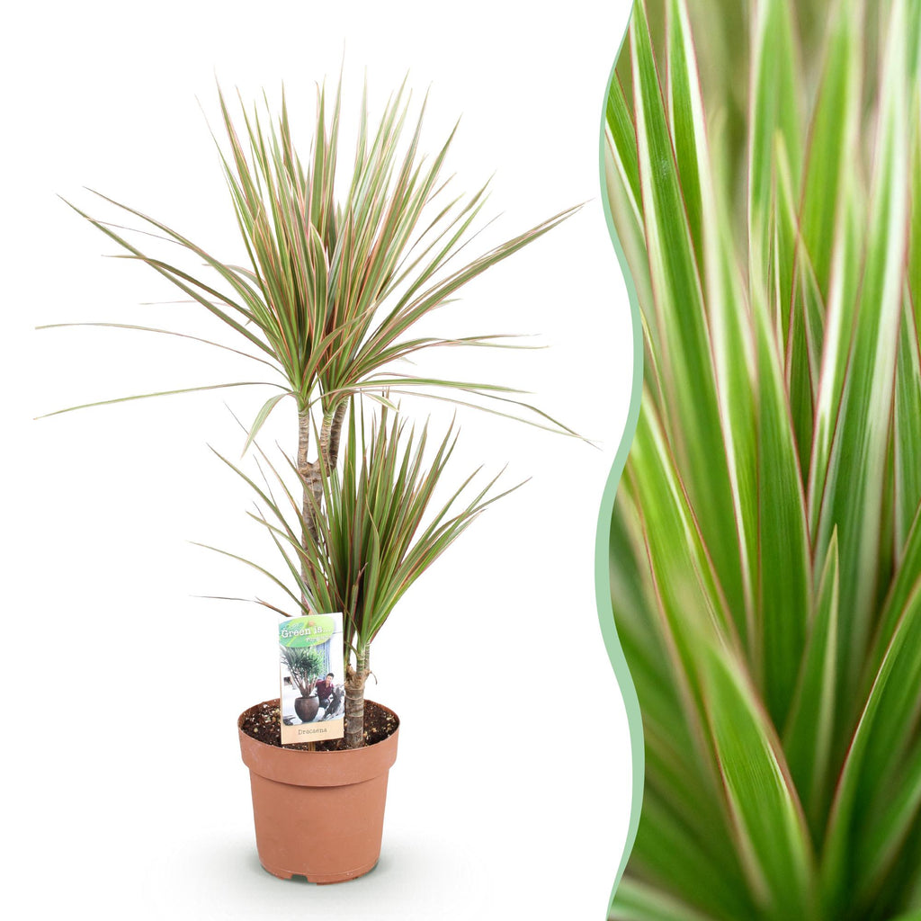 Dracaena Marginata Bicolor – Drachenbaum im Korb – 2 Zimmerpflanzen – Höhe 70-75cm – 17cm – Pflegeleichte Grünpflanze mit dekorativem Stamm