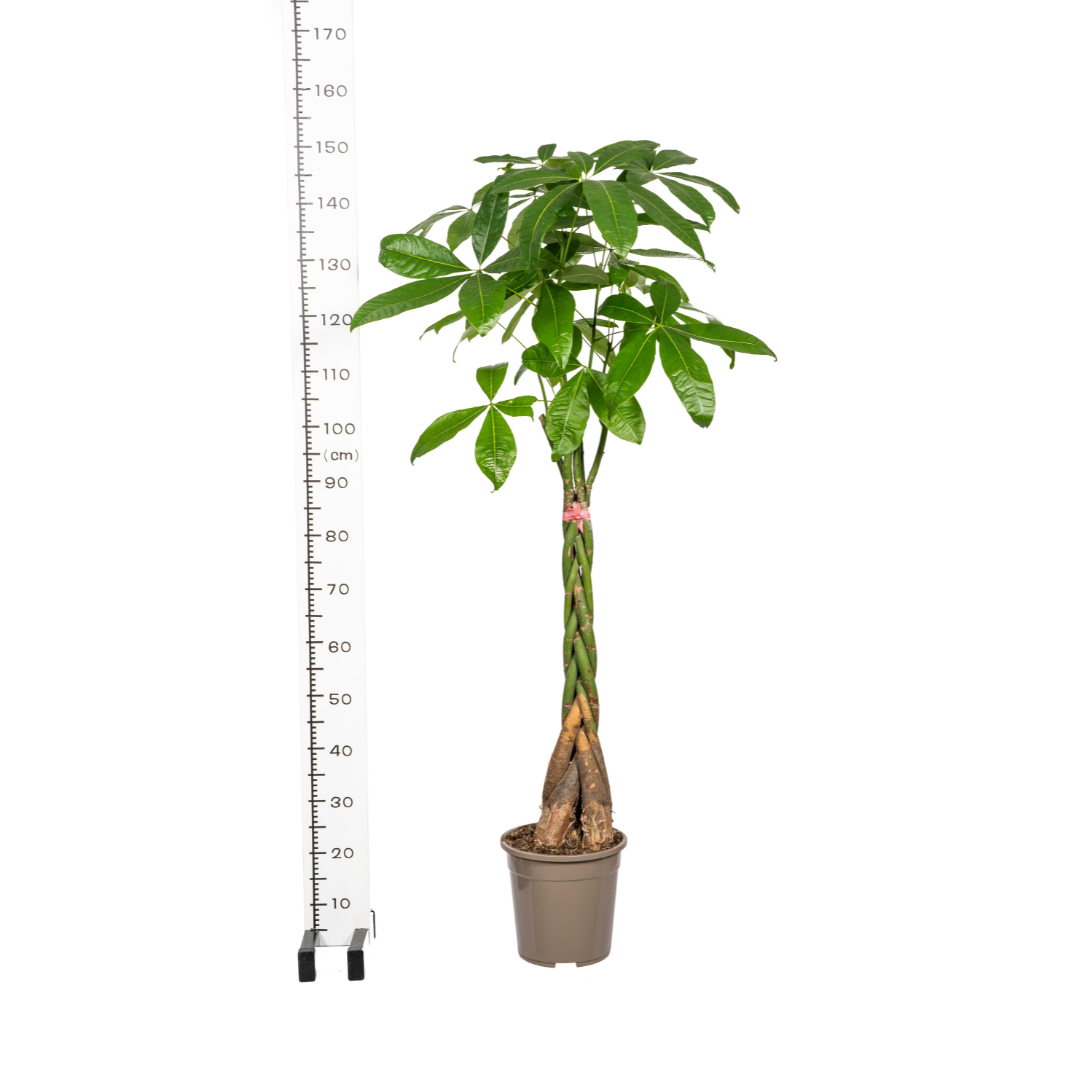Pachira Aquatica inkl. Naturkorb – Höhe 120-140cm – Ø24cm – Geflochtener Geldbaum – Pflegeleichte luftreinigende Zimmerpflanze für Wohnzimmer & Büro – Plant