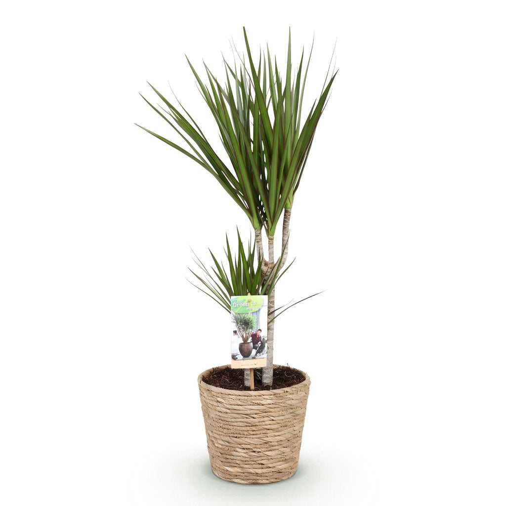 Dracaena Marginata – 70-80cm – 17cm inkl. Naturkorb – Pflegeleichter Drachenbaum – Grün mit roten Rändern – Plant