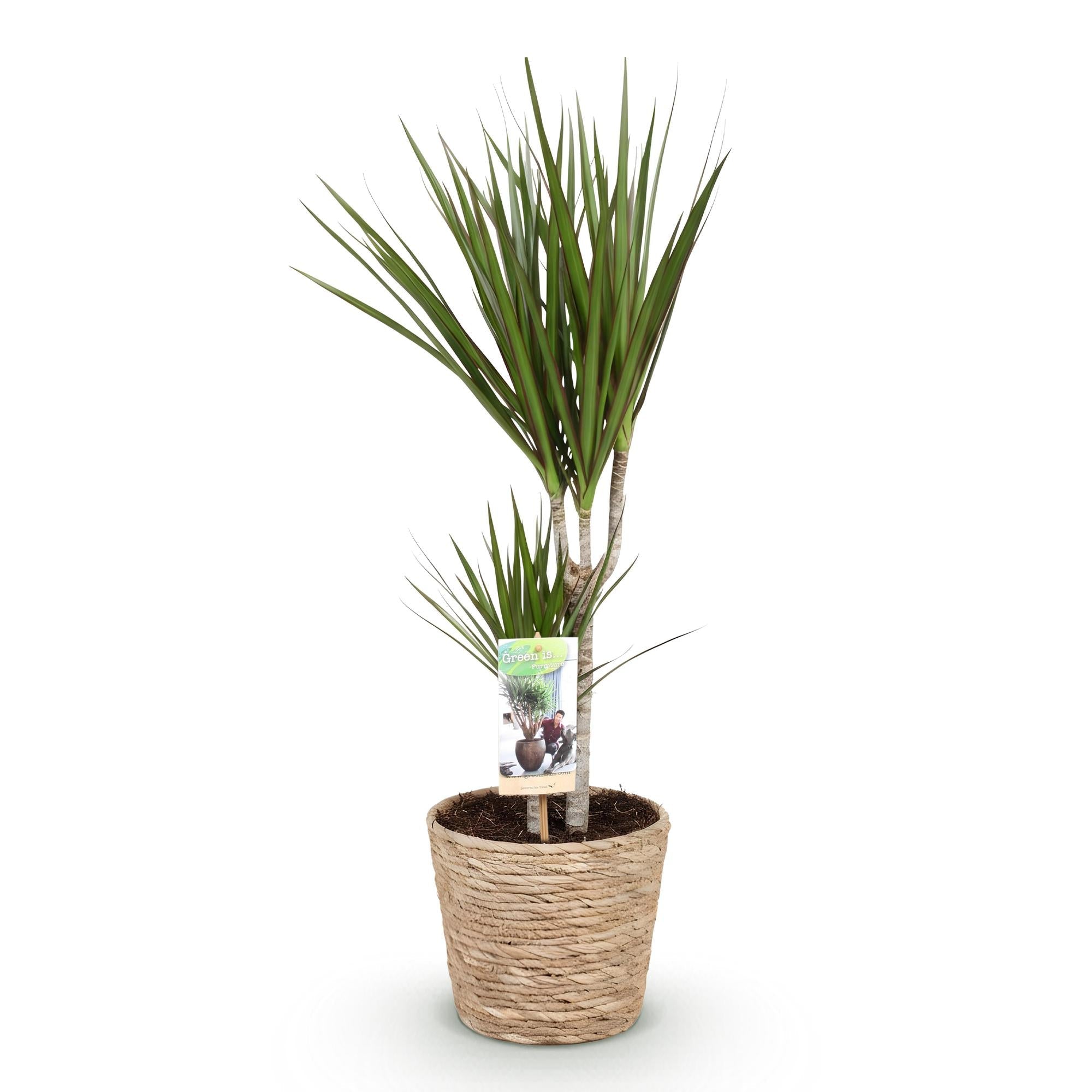Dracaena Marginata – 70-80cm – 17cm inkl. Naturkorb – Pflegeleichter Drachenbaum – Grün mit roten Rändern – Plant