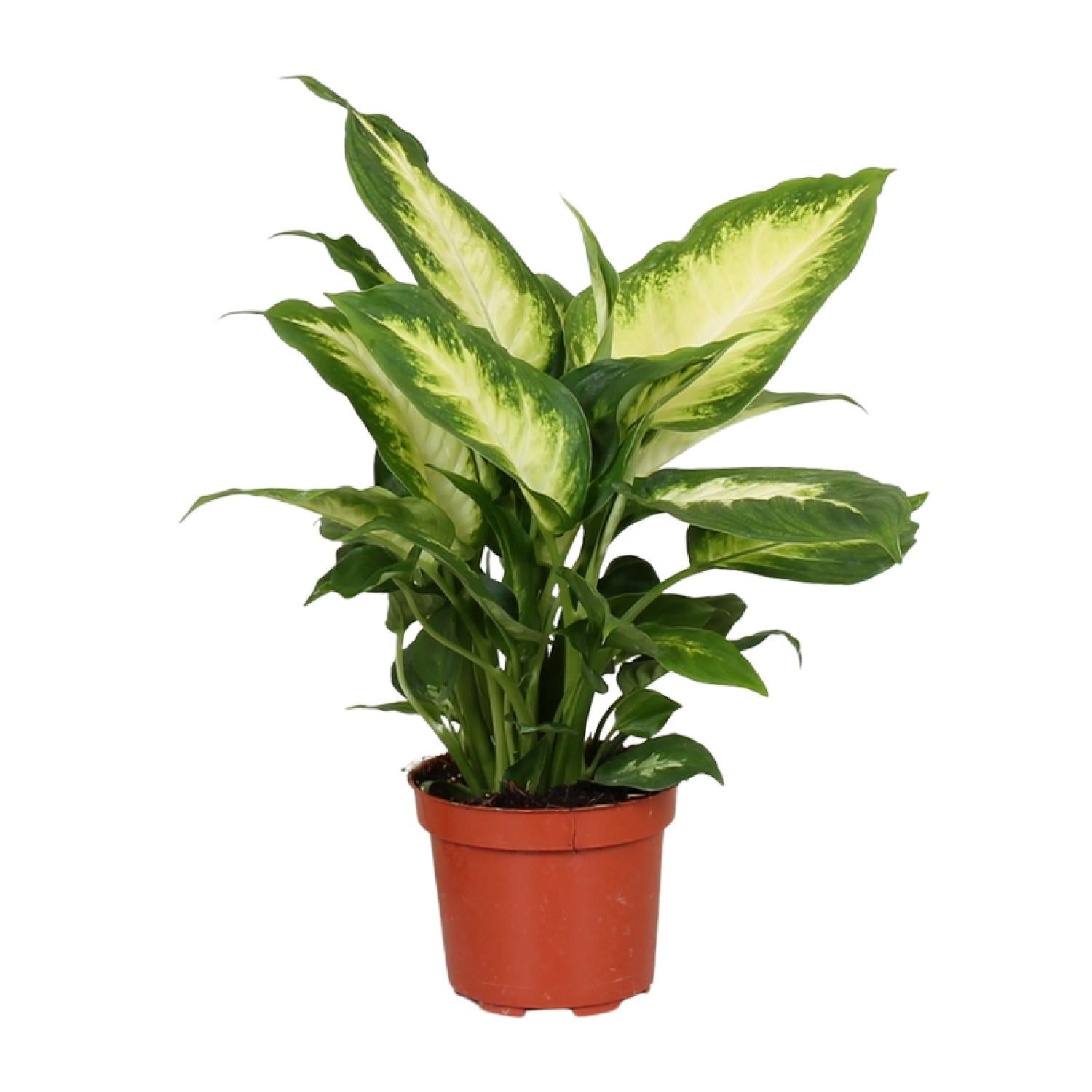 Dieffenbachie Camilla – Zimmerpflanze – Ø12cm – ↕35cm – Pflegeleichte Blattpflanze mit gemustertem Laub – Für Halbschatten geeignet – Plant