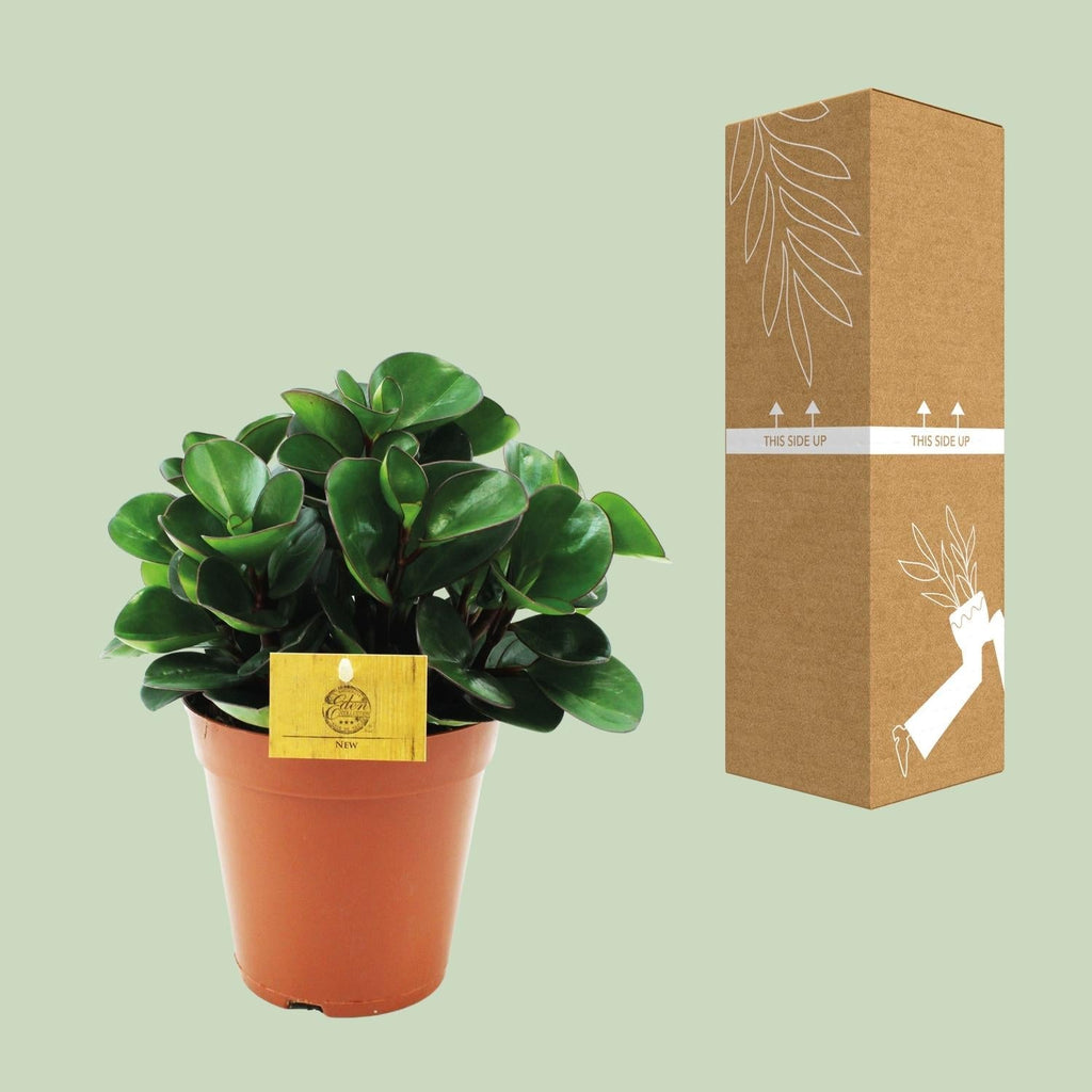 Peperomia Burning Bush – Zwergpfeffer Zimmerpflanze – Ø15cm – ca. 25cm hoch – Kompakte & pflegeleichte Blattschmuckpflanze – Plant