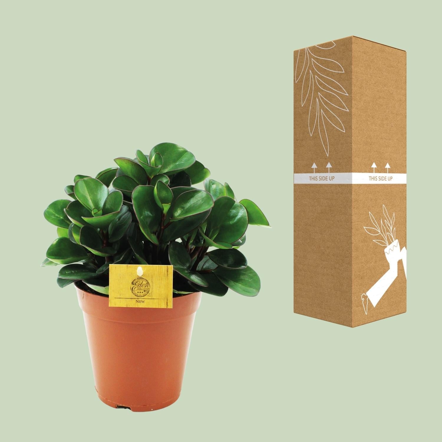 Peperomia Burning Bush – Zwergpfeffer Zimmerpflanze – Ø15cm – ca. 25cm hoch – Kompakte & pflegeleichte Blattschmuckpflanze – Plant