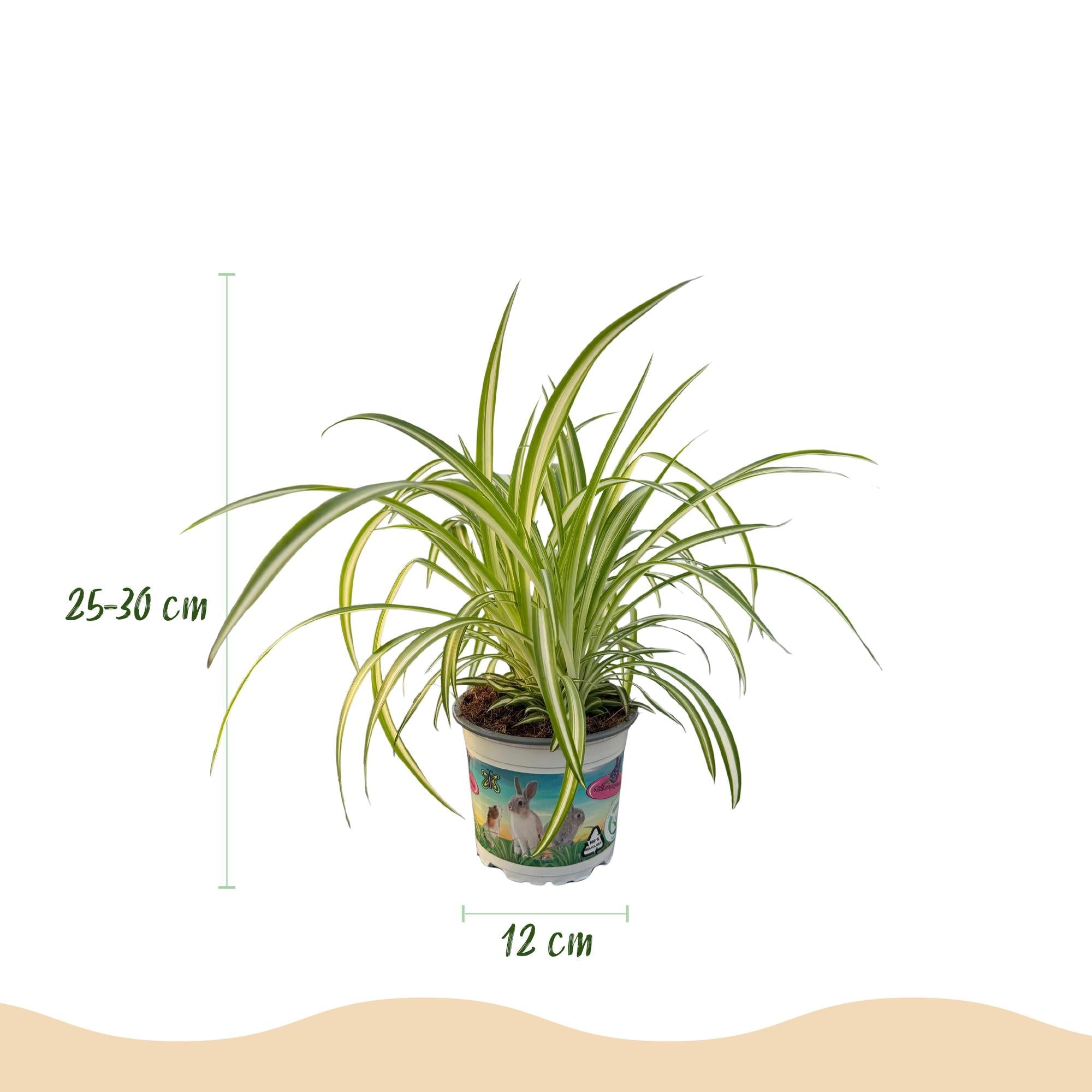 Chlorophytum comosum Variegatum 4er Set Pflanzen Mit Weißem Topf Ø12cm Höhe ca.20cm Bunte Graslilie Haustierfreundlich Luftreinigend Für Zimmer