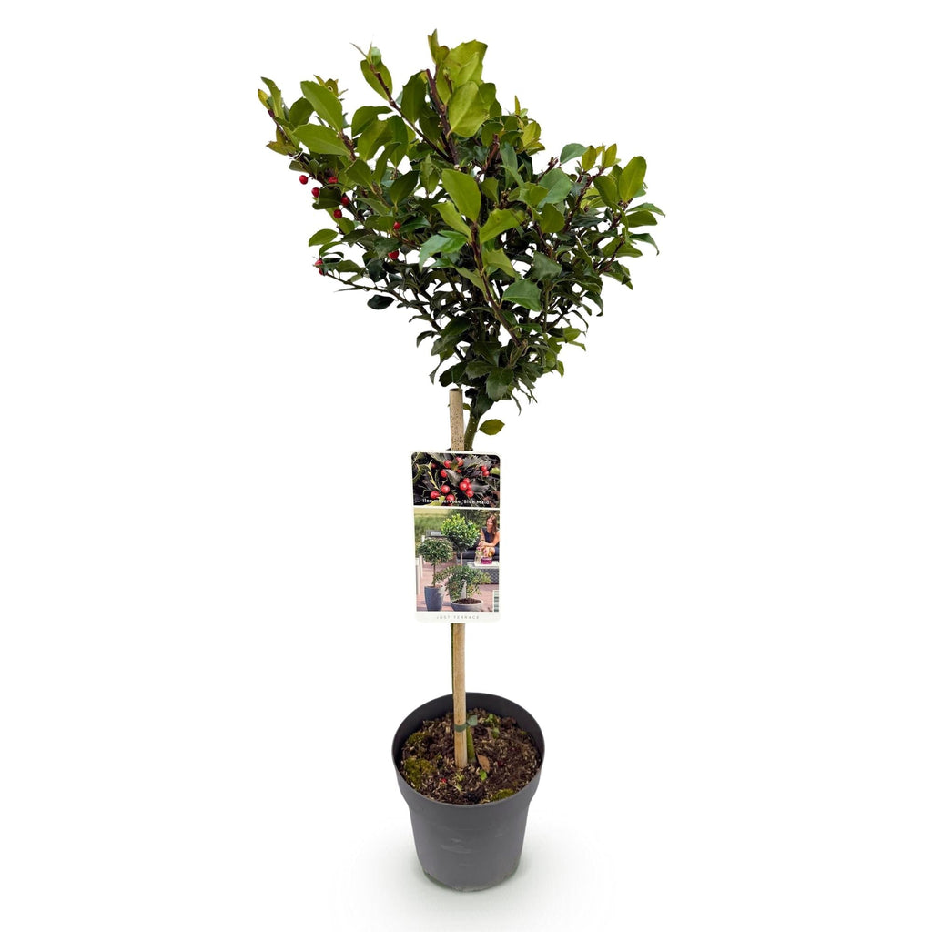 Ilex meserveae 'Blue Maid' – Immergrüne Stamm – Pflanze – Ø19cm – Höhe ca. 90cm – Terrassenpflanze & Gartenpflanze – Pflegeleicht & wetterfest – Plant