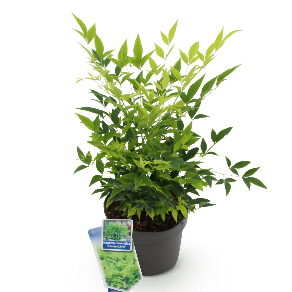 Heiliger Bambus Nandina Lemon & Lime – 17cm Höhe ca.45cm – Immergrün & farbintensiv – Gelbgrünes Laub – Pflegeleichter dekorativer Zierstrauch – Plant