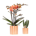 Pflanzenset Orange Phalaenopsis Orchidee Bolzano & Sukkulente – Mit Keramischen Ziertöpfen – Dekoratives Indoor – Set für Wohnung & Büro – Plant
