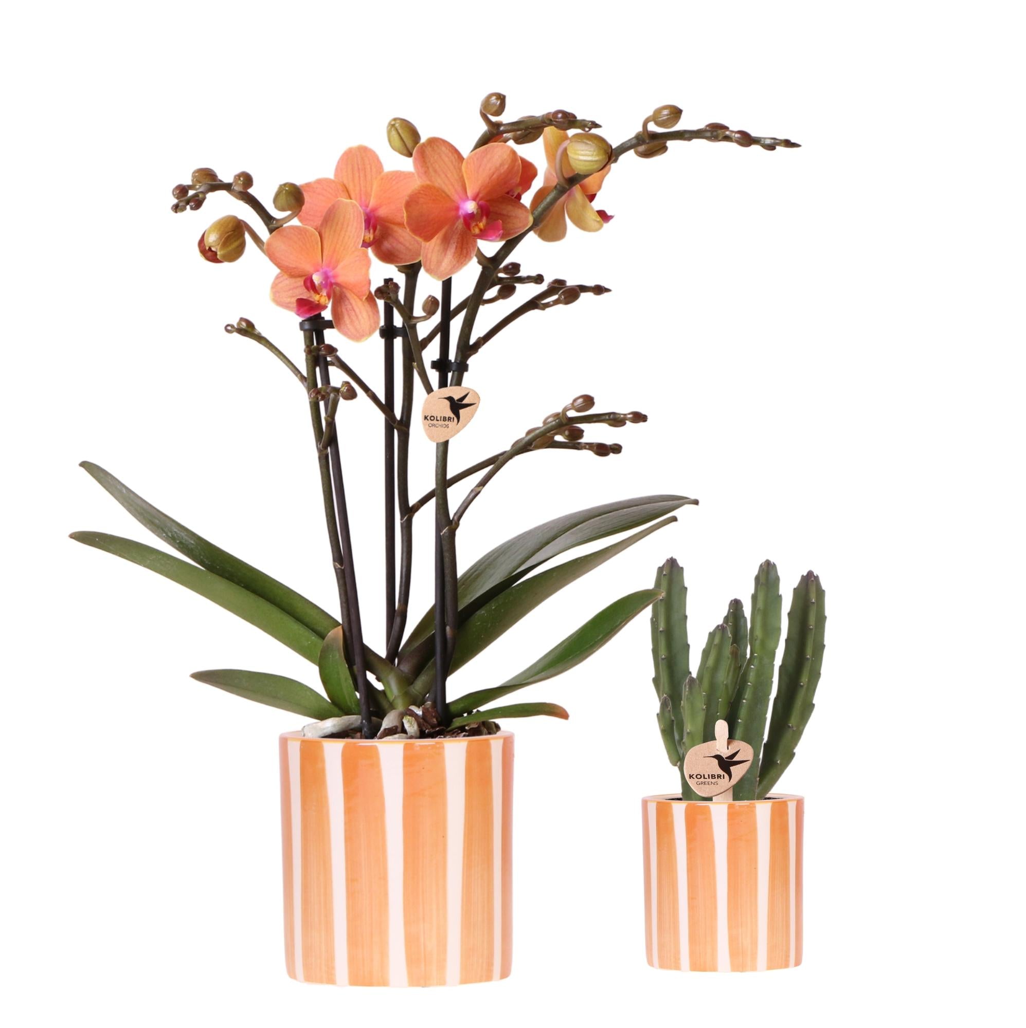 Pflanzenset Orange Phalaenopsis Orchidee Bolzano & Sukkulente – Mit Keramischen Ziertöpfen – Dekoratives Indoor – Set für Wohnung & Büro – Plant