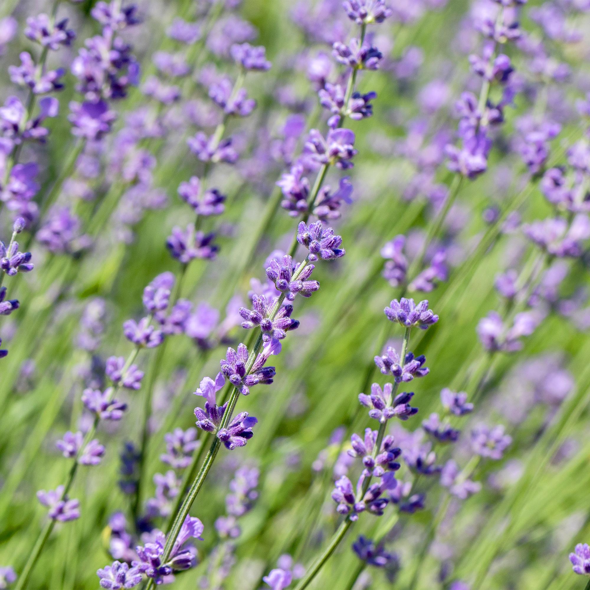 Echter Lavendel Lavandula angustifolia Hidcote – Heckenpflanze – Graues Blatt – 6 Pflanzen – 1 laufender Meter – Immergrün – 17cm Höhe 30cm – Plant
