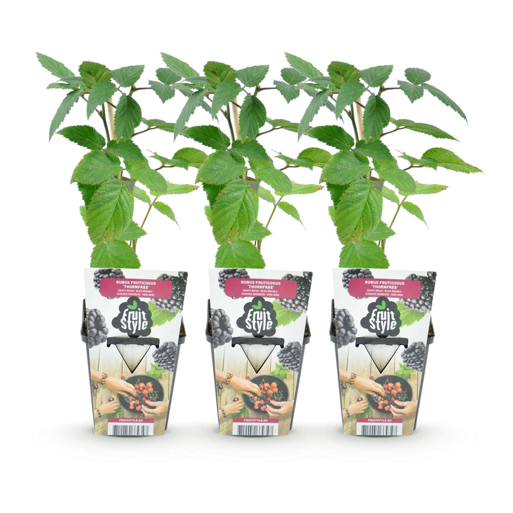 Dornenlose Brombeerpflanzen Rubus fruticosus Thornfree winterhart 3 Pflanzen Höhe 30cm Ø9cm – Schwarze Brombeere für Garten Beet Balkon & Topf